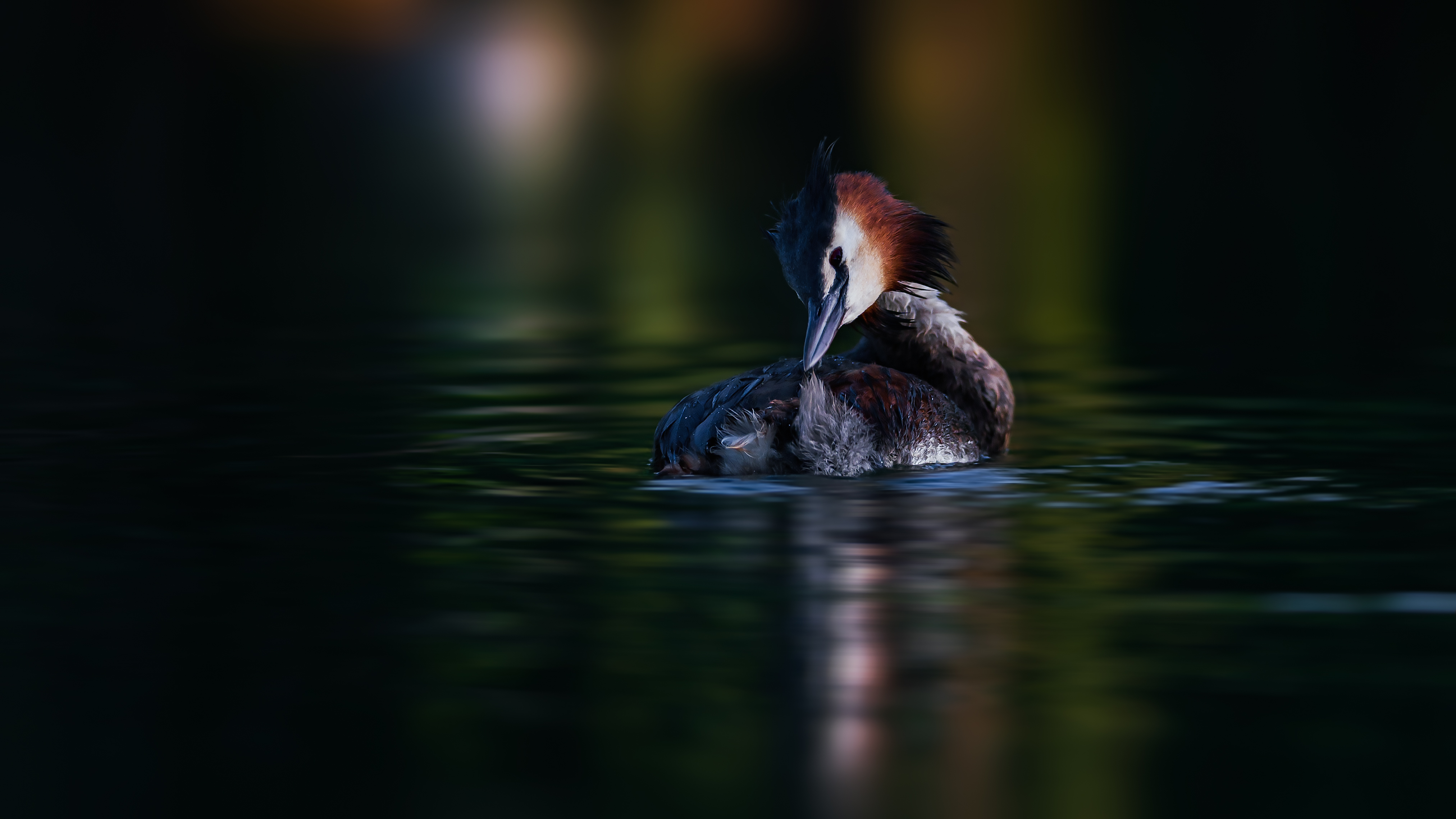 Grebe (26)